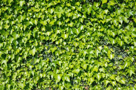 Téléchargez les photos : Fond lierre, feuilles persistantes Hedera sur le mur. - en image libre de droit
