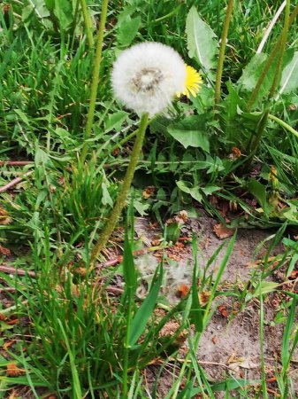 one dandelion on a green background in spring and summer