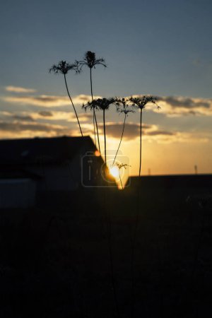 Plant on the background of a rustic sunset. Kyiv