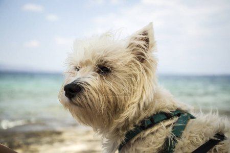 nice West Highland Terrier against the sea