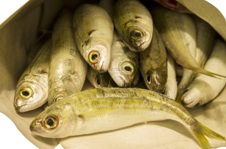 Frischer Fisch boops Familie Sparidae isoliert auf weißem Hintergrund