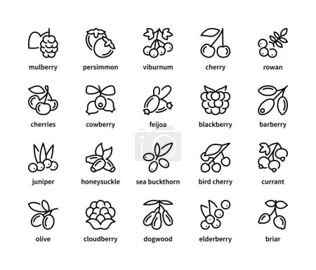 Berry einfache Reihe von linearen Vektorsymbolen. Symbol für gesunde und natürliche Ernährung. Maulbeere persimmon viburnum Kirsche Vogelbeere Preiselbeere und mehr. Isolierte Sammlung von Beeren-Symbolen auf weißem Hintergrund.