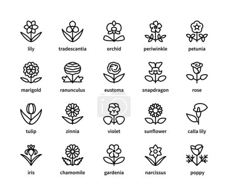 Illustration for Flowers vector linear icons set. Flora. Orchid, periwinkle, petunia, tradescantia, snapdragon, sunflower, tulip and more. Isolated collection of icon flowers for web sites on white background. - Royalty Free Image