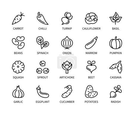 Téléchargez les illustrations : Légumes, ensemble simple d'icônes vectorielles linéaires. Une nourriture saine. Carotte, haricots, concombre, pomme de terre, chou-fleur, oignon et plus. Collection isolée d'icônes de légumes pour les sites Web sur fond blanc. - en licence libre de droit