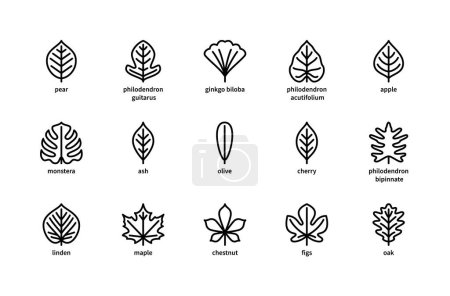 Plant leaves and their name vector linear icons. Plant leaves pear, philodendron, ginkgo biloba, apple, monstera, ash, olive and more. Isolated icon collection of leaves plants on white background.