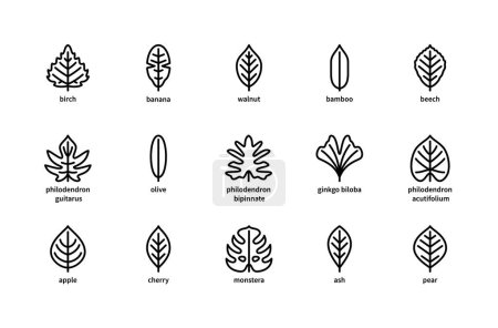 Las hojas de la planta y su nombre vector iconos lineales. Planta hojas de abedul, plátano, nuez, bambú, haya, filodendro, olivo y más. Icono aislado colección de hojas plantas sobre fondo blanco.