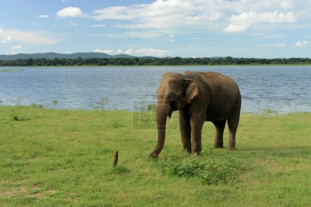 An alone wild male elephant in Kaudulla National Park in Sri Lanka. Adult elephant in his natural habitat in wild nature