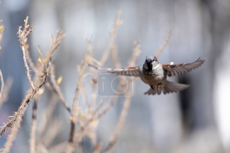 Foto de Wild sparrow flying to a fat ball hanging from a tree branch. - Imagen libre de derechos
