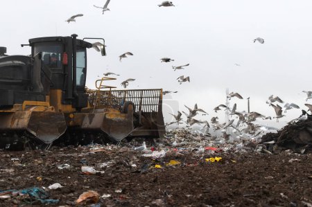 Foto de Maquinaria que trabaja en residuos en vertederos, recogida de residuos con excavadora, un montón de aves - Imagen libre de derechos