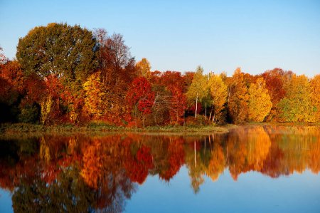 Téléchargez les photos : Arbres de couleur automnale brillante reflétant dans un petit lac en Lettonie - en image libre de droit