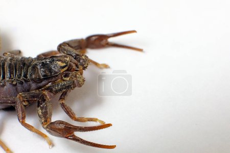 Téléchargez les photos : Ultra macro photo du corps d'un scorpion noir - en image libre de droit