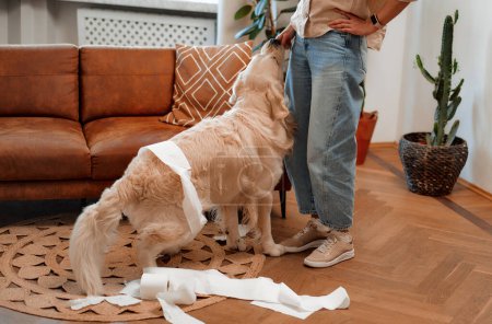 Foto de Una hermosa mujer rubia está enojada con un perro labrador que rasgó y esparció papel higiénico alrededor de la sala de estar. La mascota ha sido traviesa.. - Imagen libre de derechos