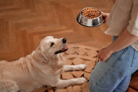 Photo for Feeding time! An adult woman brought a bowl of food to her pet Labrador dog. - Royalty Free Image