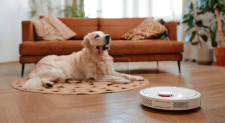 Ein schöner reinrassiger Labrador-Hund liegt zu Hause auf einem Teppich auf dem Boden im Wohnzimmer, im Vordergrund reinigt ein Staubsaugerroboter das Haus.