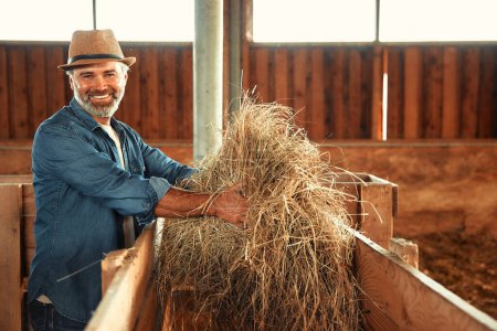 Téléchargez les photos : Beau fermier mature dans un chapeau ramassant du foin pour nourrir le bétail dans une grange dans une ferme. Concept d'agriculture et d'agriculture. - en image libre de droit