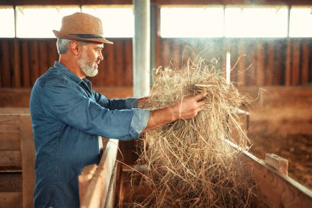 Téléchargez les photos : Beau fermier mature dans un chapeau ramassant du foin pour nourrir le bétail dans une grange dans une ferme. Concept d'agriculture et d'agriculture. - en image libre de droit
