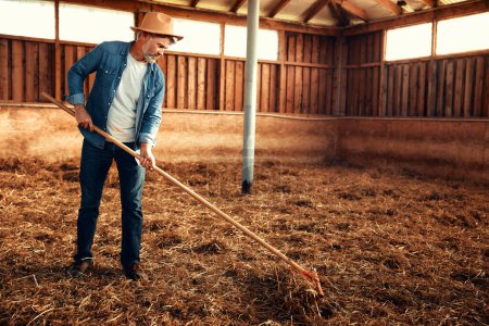 Foto de Granjero macho guapo maduro cosechando heno con una horquilla en un granero en una granja. Concepto de agricultura y agricultura. - Imagen libre de derechos