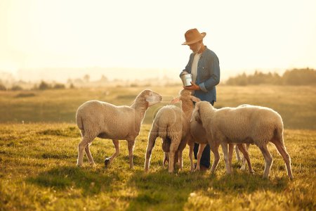 Téléchargez les photos : Un beau fermier mature dans un chapeau donne des friandises à un troupeau de moutons qui paissent dans un champ. Concept d'agriculture et d'agriculture. - en image libre de droit