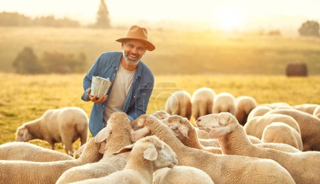 Photo for A mature handsome male farmer in a hat gives treats to a flock of sheep grazing in a field. Farming and agriculture concept. - Royalty Free Image