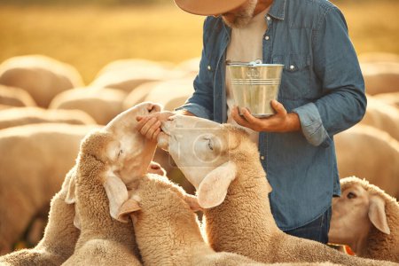 Foto de Un granjero macho guapo maduro en un sombrero da golosinas a un rebaño de ovejas que pastan en un campo. Concepto de agricultura y agricultura. - Imagen libre de derechos
