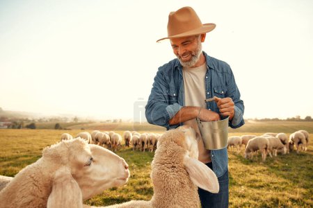 Téléchargez les photos : Un beau fermier mature dans un chapeau donne des friandises à un troupeau de moutons qui paissent dans un champ. Concept d'agriculture et d'agriculture. - en image libre de droit