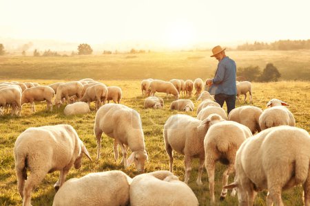 Foto de Granjero macho guapo maduro en un sombrero con su rebaño de ovejas pastando en el campo. Concepto de agricultura y agricultura. - Imagen libre de derechos