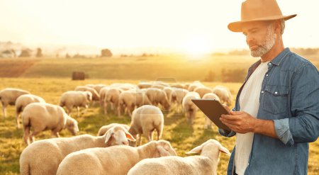Foto de Granjero macho guapo maduro en un sombrero de pie con una tableta haciendo cálculos con un rebaño de ovejas pastando en un campo. Concepto de agricultura y agricultura. - Imagen libre de derechos