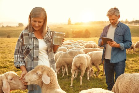 Foto de Una pareja madura y hermosa de granjeros alimentando a ovejas pastando en el campo con golosinas y haciendo cálculos en una tableta. Concepto de agricultura y agricultura. - Imagen libre de derechos