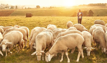 Téléchargez les photos : Un beau fermier mature avec un chapeau debout avec une tablette faisant des calculs avec un troupeau de moutons qui paissent sur un champ. Concept d'agriculture et d'agriculture. - en image libre de droit
