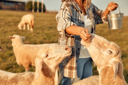Foto de Una mujer madura y hermosa agricultora alimentando a las ovejas pastando en el campo con golosinas. Concepto de agricultura y agricultura. - Imagen libre de derechos