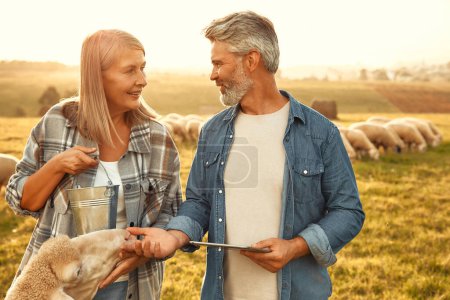 Foto de Una pareja madura y hermosa de granjeros alimentando a ovejas pastando en el campo con golosinas y haciendo cálculos en una tableta. Concepto de agricultura y agricultura. - Imagen libre de derechos