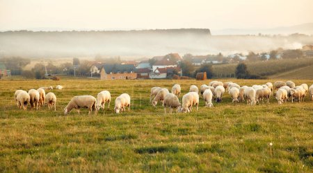 Téléchargez les photos : Un troupeau de moutons broutant sur un champ dans le cadre d'une belle vue sur le village. Agriculture et concept d'agriculture. - en image libre de droit