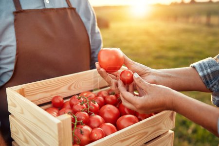 Téléchargez les photos : Photo recadrée d'agriculteurs avec une boîte en bois de tomates récoltées debout sur le fond d'un champ. Agriculture et concept d'agriculture. - en image libre de droit