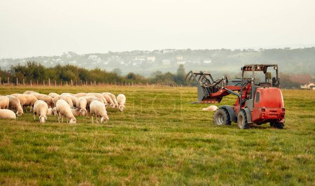 Téléchargez les photos : Un troupeau de moutons paissant sur un champ et un tracteur debout à côté de celui-ci sur fond de village dans le brouillard. Agriculture et concept d'agriculture. - en image libre de droit