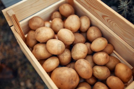 Téléchargez les photos : Boîte en bois avec pommes de terre récoltées. Concept d'agriculture et d'agriculture. - en image libre de droit