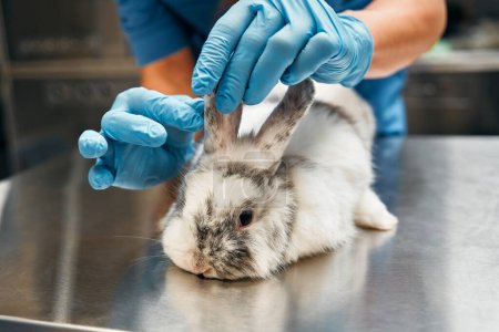 Téléchargez les photos : Un vétérinaire en uniforme bleu effectue un examen de routine d'un lapin ornemental domestique dans le bureau d'une clinique vétérinaire moderne. Traitement et vaccination des animaux domestiques. - en image libre de droit