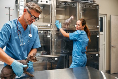 Téléchargez les photos : Les vétérinaires en uniforme bleu effectuent un examen de routine d'un chat dans le bureau d'une clinique vétérinaire moderne. Traitement et vaccination des animaux domestiques. - en image libre de droit
