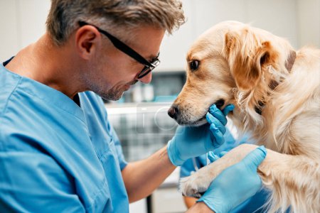 Téléchargez les photos : Vétérinaires médecins en uniforme bleu effectuer un examen de routine d'un chien sur une table dans un bureau moderne d'une clinique vétérinaire. Traitement et vaccination des animaux domestiques. - en image libre de droit