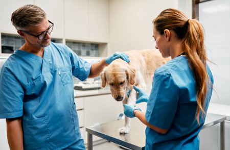 Téléchargez les photos : Vétérinaires médecins en uniforme bleu effectuer un examen de routine d'un chien sur une table dans un bureau moderne d'une clinique vétérinaire. Traitement et vaccination des animaux domestiques. - en image libre de droit