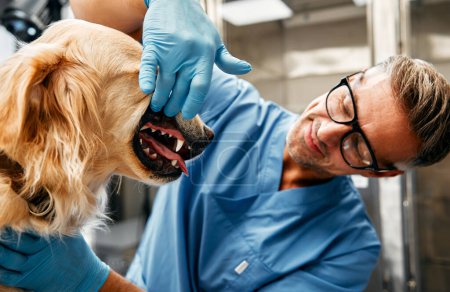 Foto de Médico veterinario en uniforme azul realizar un examen de rutina de un perro sobre una mesa en un moderno consultorio de una clínica veterinaria. Tratamiento y vacunación de mascotas. - Imagen libre de derechos