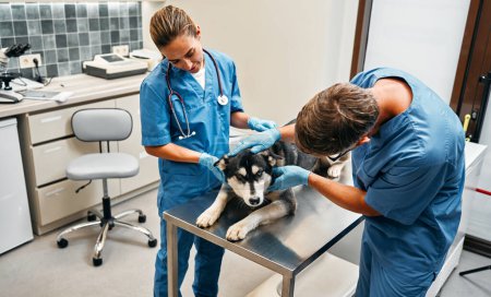 Photo for Veterinarians doctors in blue uniforms conduct a routine examination of a dog husky on a table in a modern office of a veterinary clinic. Treatment and vaccination of pets. - Royalty Free Image