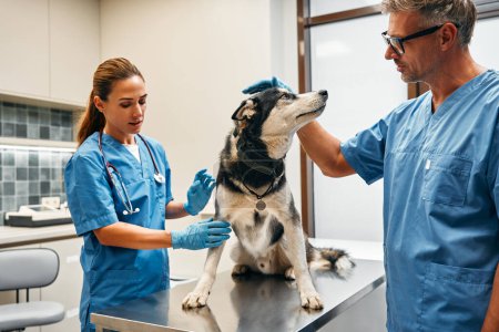 Foto de Veterinarios médicos en uniformes azules llevan a cabo un examen de rutina de un perro husky en una mesa en una oficina moderna de una clínica veterinaria. Tratamiento y vacunación de mascotas. - Imagen libre de derechos