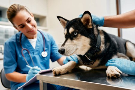 Téléchargez les photos : Vétérinaires médecins en uniforme bleu effectuer un examen de routine d'un chien husky sur une table dans un bureau moderne d'une clinique vétérinaire. Traitement et vaccination des animaux domestiques. - en image libre de droit