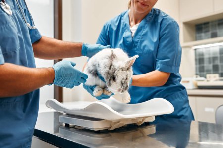 Photo for Veterinarians in blue uniforms conduct a routine examination of a domestic ornamental rabbit in the office of a modern veterinary clinic. Treatment and vaccination of pets. - Royalty Free Image