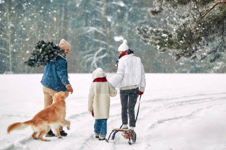 Téléchargez les photos : Joyeux Noël et bonne année. Une famille heureuse avec un enfant et un chien porte un arbre de Noël de la forêt le long d'un chemin enneigé en préparation des vacances. - en image libre de droit