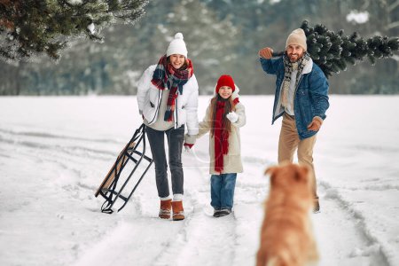 Téléchargez les photos : Joyeux Noël et bonne année. Une famille heureuse avec un enfant, un traîneau et un chien porte un arbre de Noël de la forêt le long d'un chemin enneigé en préparation des vacances. - en image libre de droit