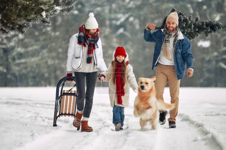 Photo for Merry Christmas and Happy New Year. A happy family with a child, a sleigh and a dog carries a Christmas tree from the forest along a snowy path in preparation for the holidays. - Royalty Free Image
