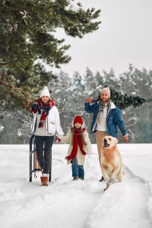 Foto de Feliz Navidad y Feliz Año Nuevo. Una familia feliz con un niño, un trineo y un perro lleva un árbol de Navidad desde el bosque a lo largo de un sendero nevado en preparación para las vacaciones. - Imagen libre de derechos