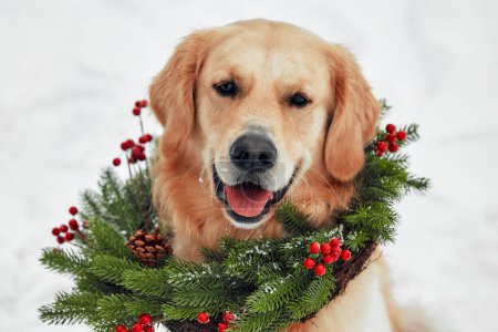 Téléchargez les photos : Joyeux Noël et bonne année. Portrait d'un chien de la race Golden Retriever, qui porte une couronne de Noël en épicéa autour de son cou, assis à l'extérieur par temps neigeux. - en image libre de droit