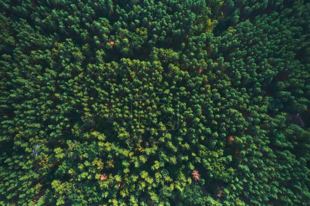 Foto de Una vista aérea de un denso bosque siempreverde con una variedad de vida vegetal que incluye árboles, flores y cobertura del suelo, creando un hermoso paisaje natural. - Imagen libre de derechos
